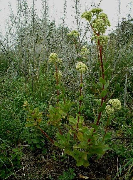 Hylotelephium maximum / Borracina massima